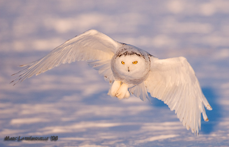 Snowy owl at list light