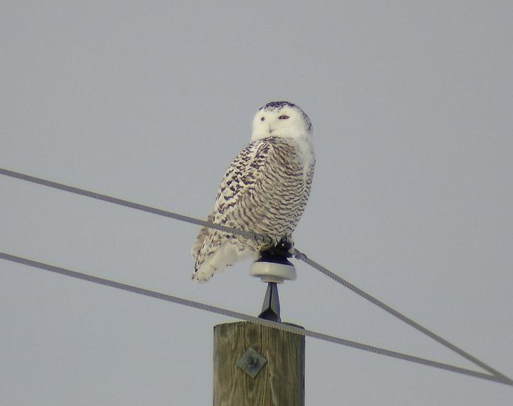 Snowy Owl