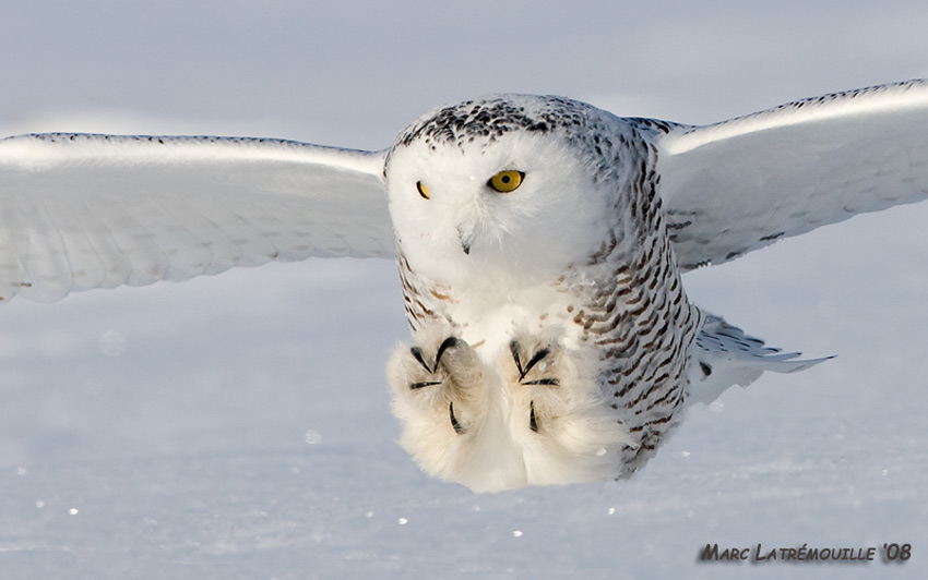 Snowy Owl