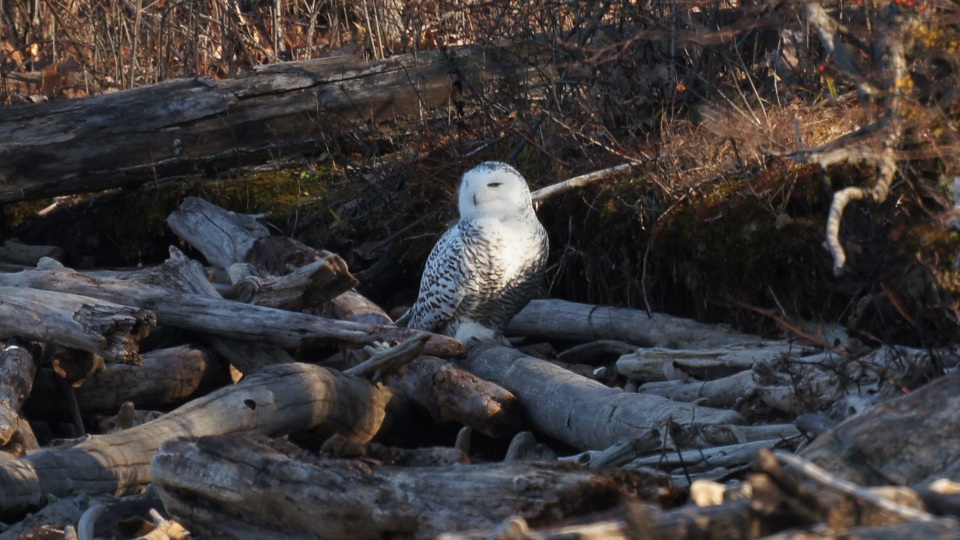 Snowy Owl