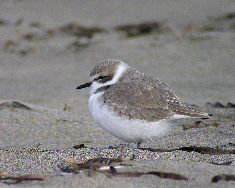 Snowy Plover