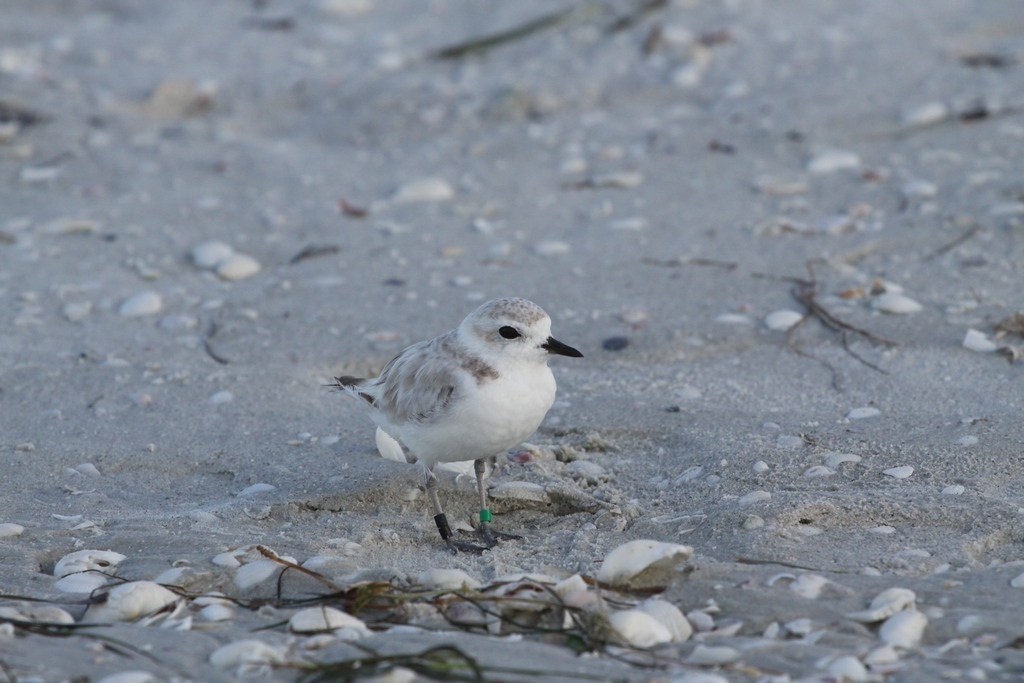 Snowy Plover