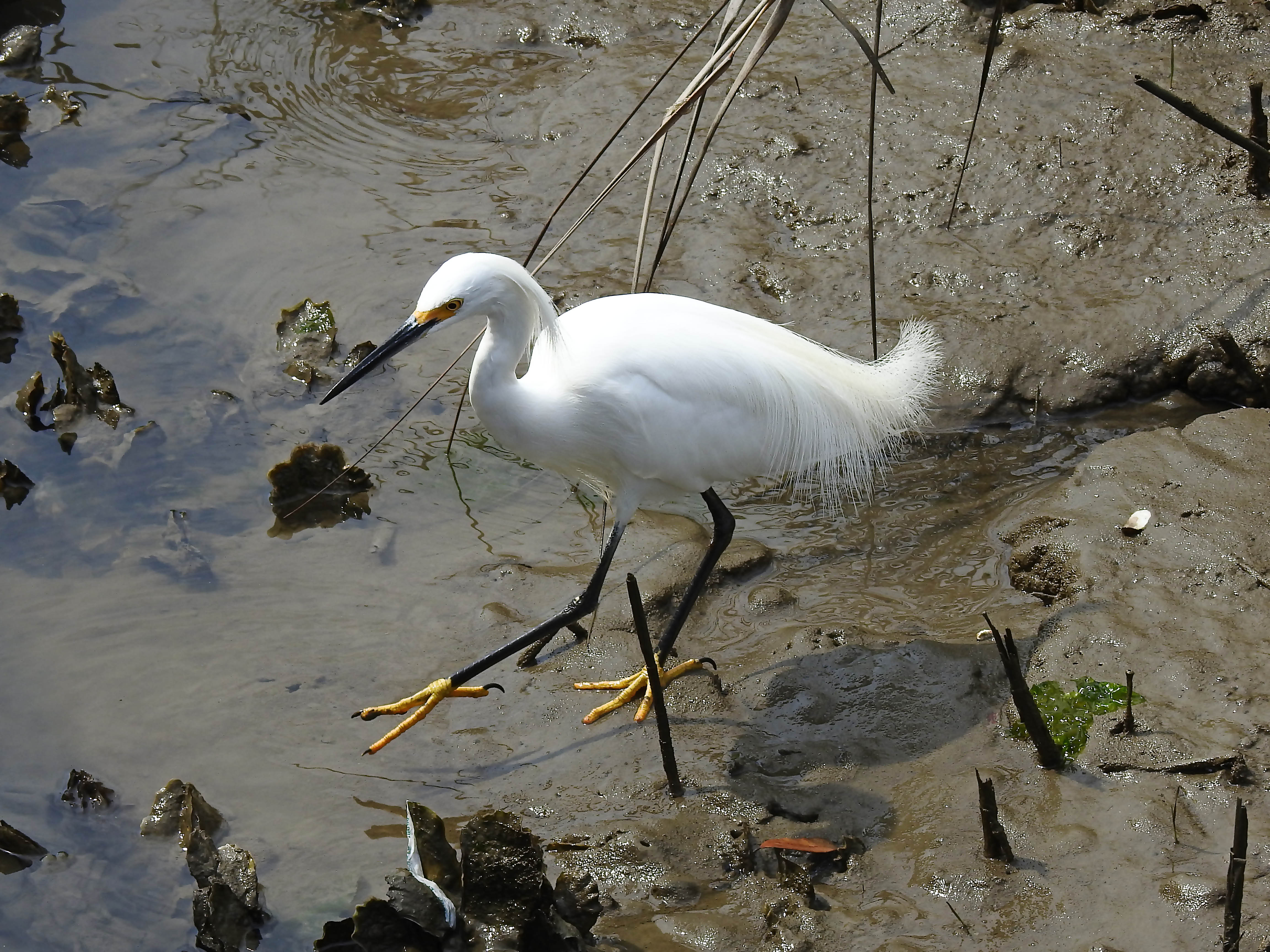 Snowy White Egret.jpg