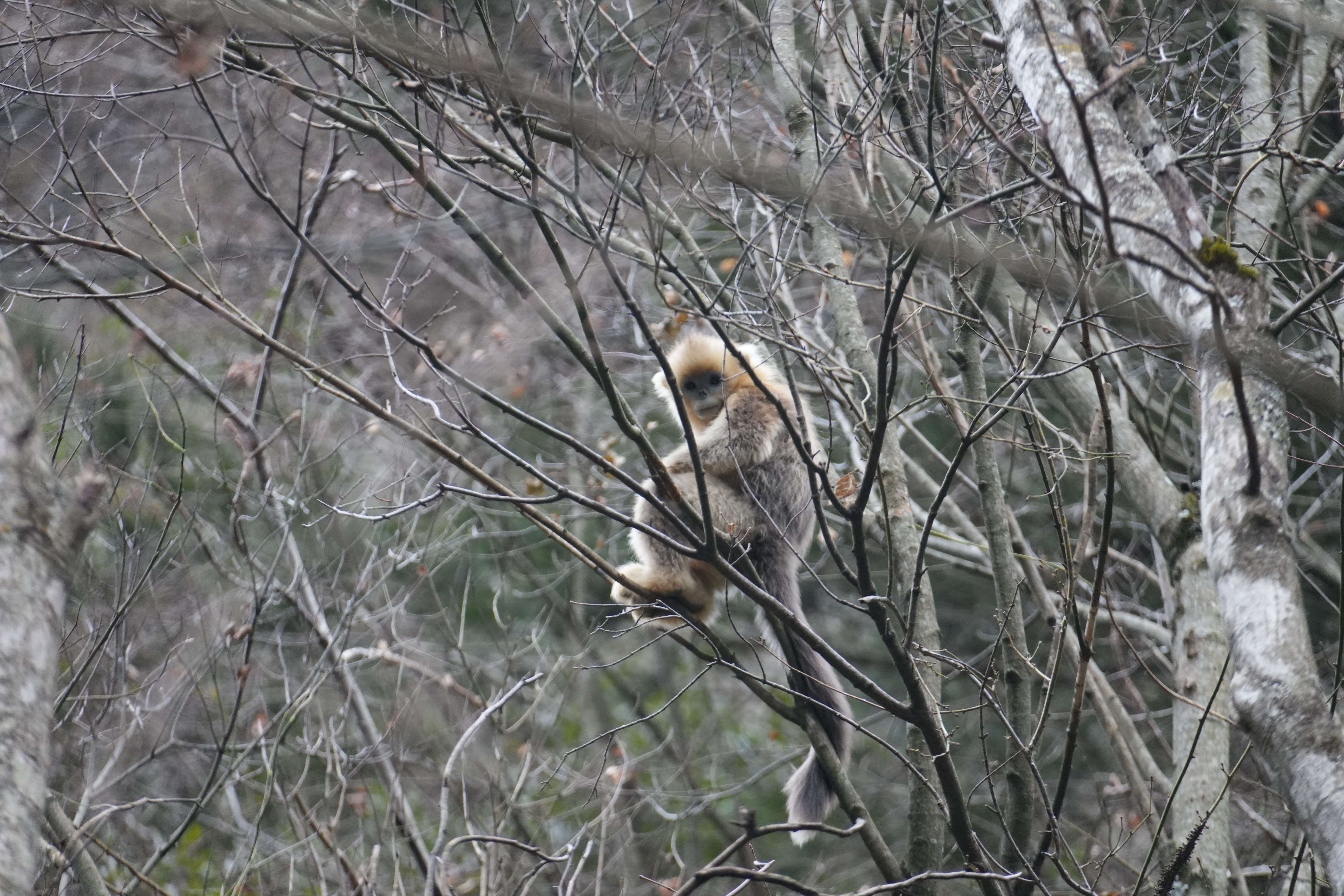 Snub-nosed monkey