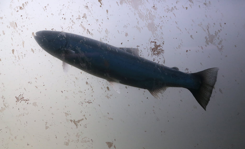 Sockeye Salmon in Fish Ladder