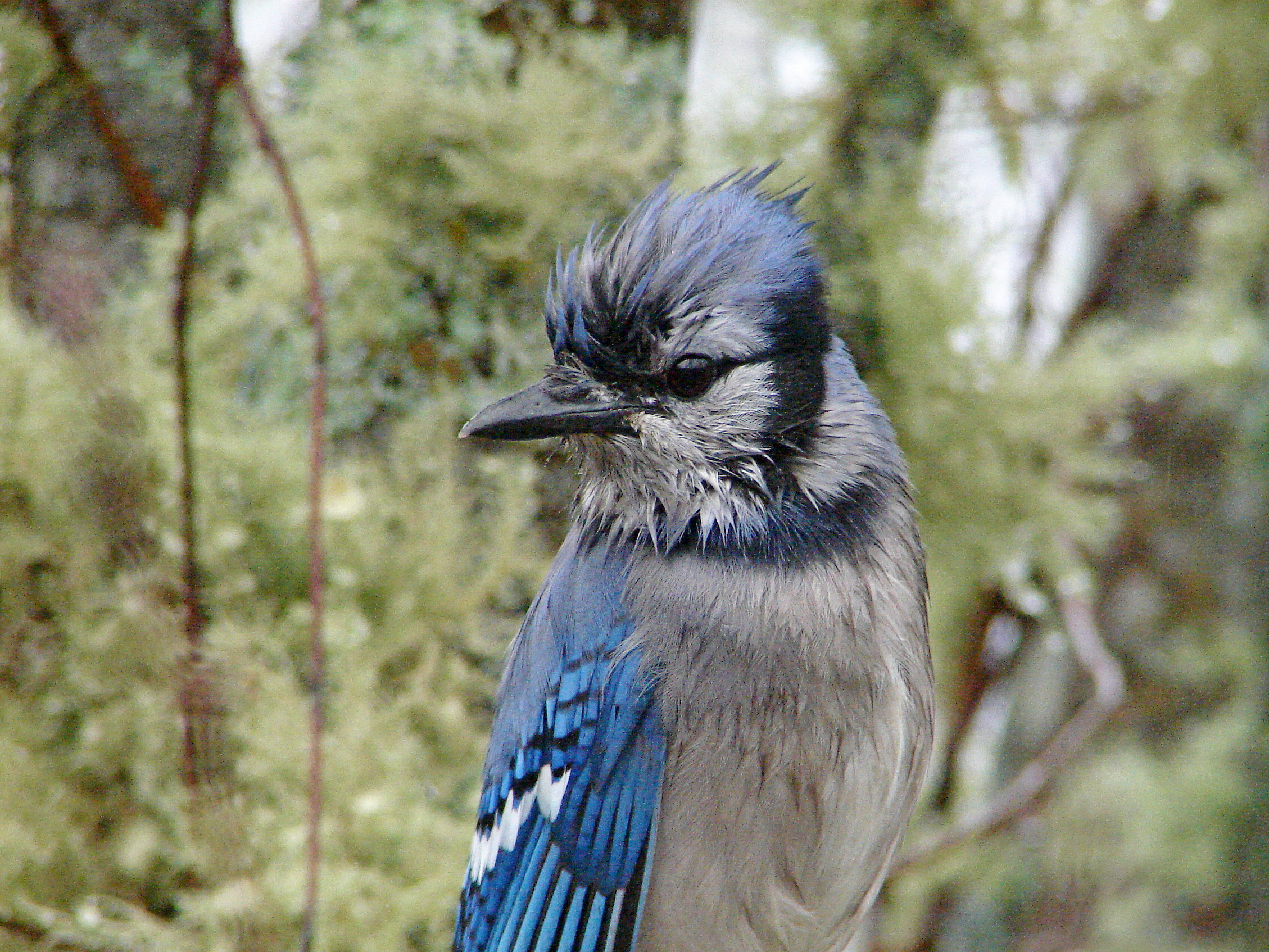 Soggy Jay
