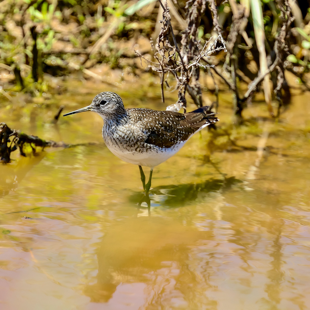 Solitary Sandpiper