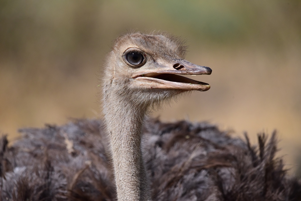 Somali Ostrich - female