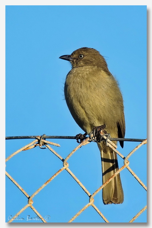 Sombre Greenbul