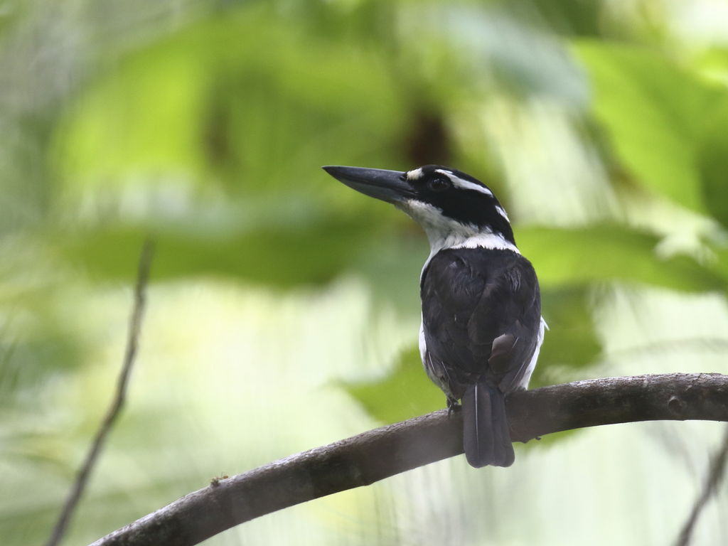 Sombre Kingfisher