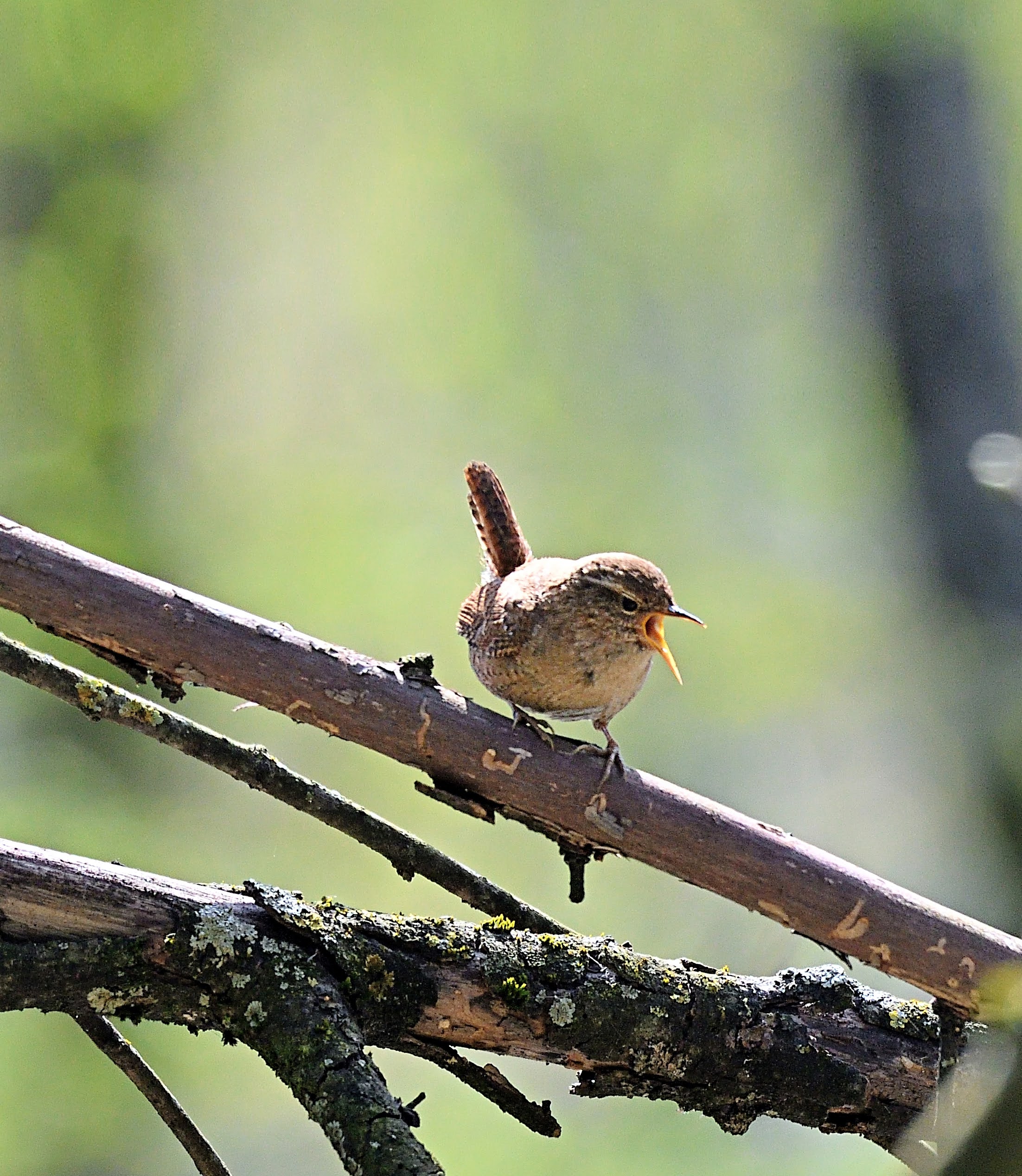 Song of a wren