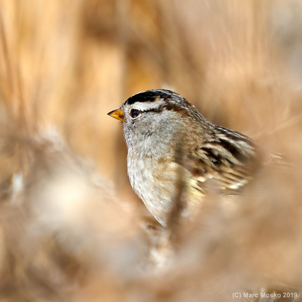 Song sparrow in the brush