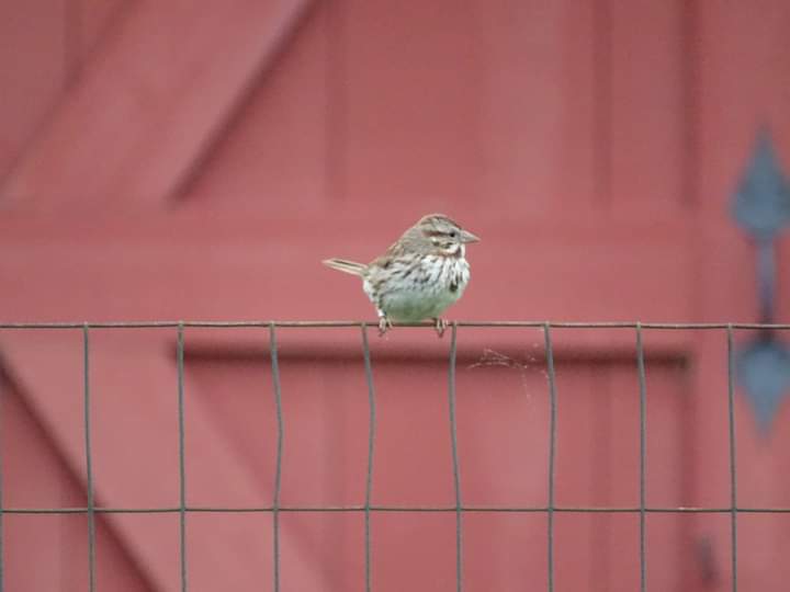 Song sparrow.jpg