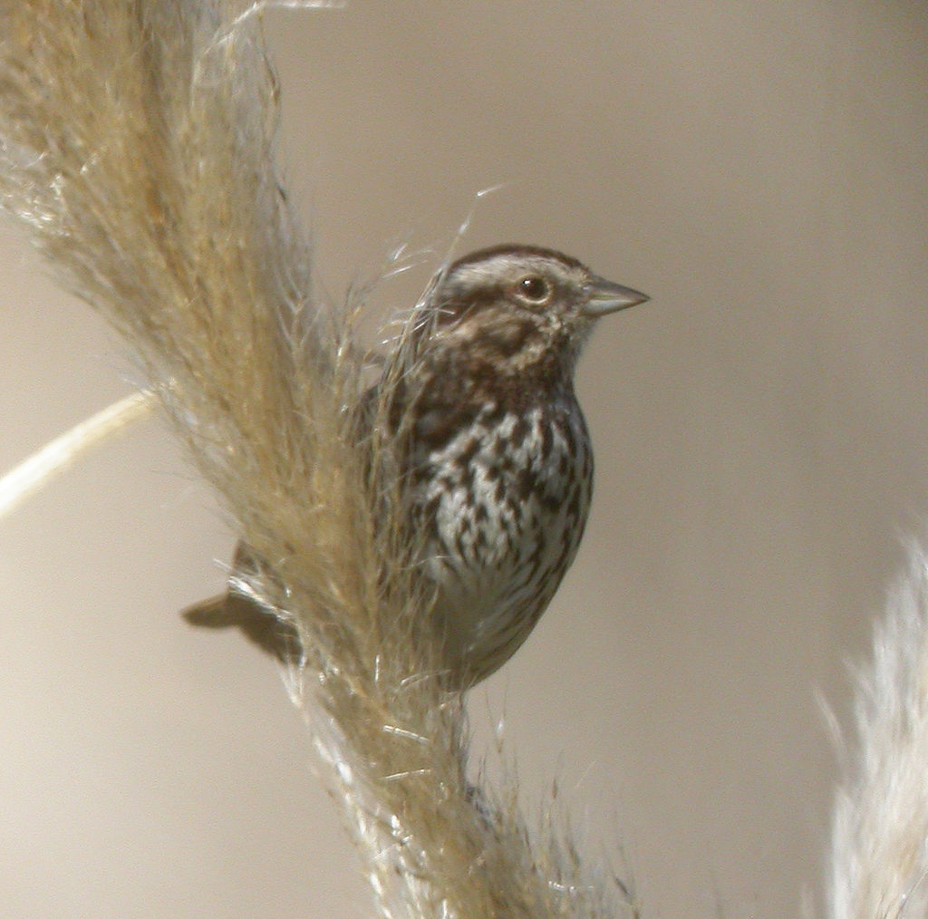 Song Sparrow