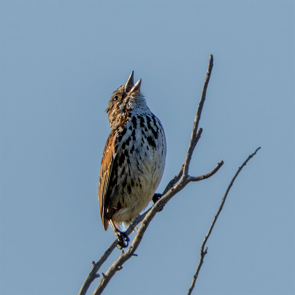 Song Sparrow