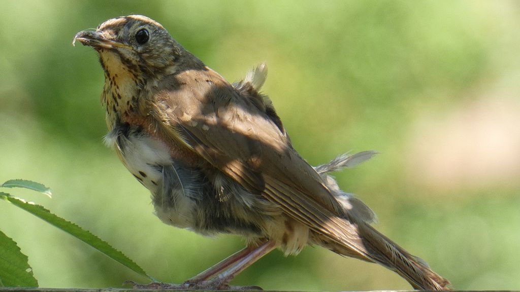 Song Thrush (Turdus philomelos)