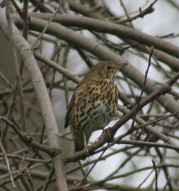 Song Thrush