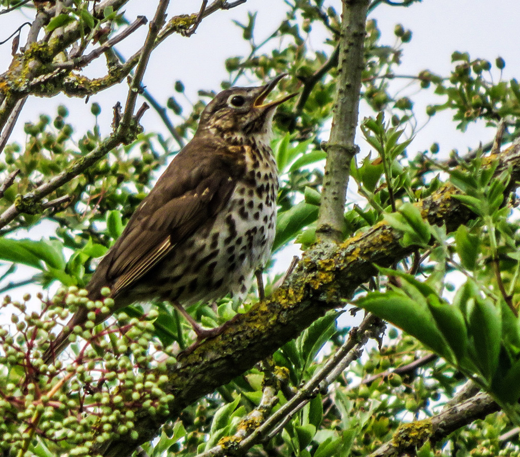 Song Thrush