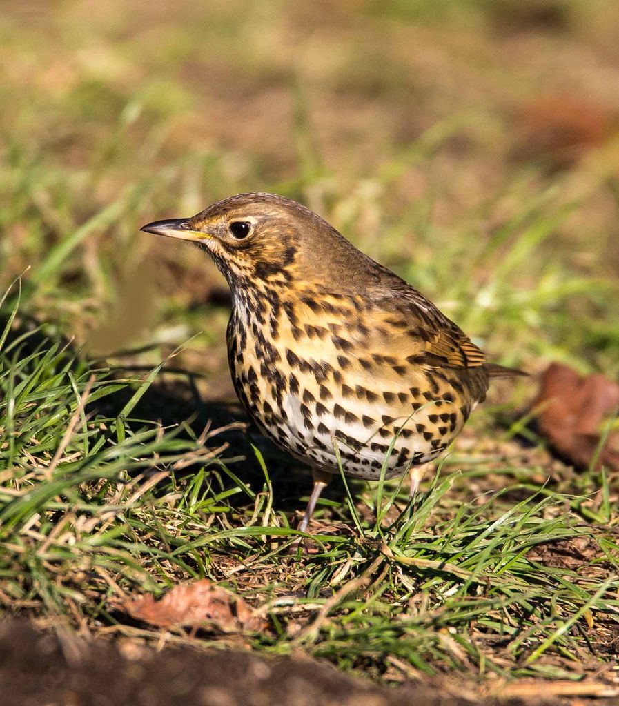 Song Thrush