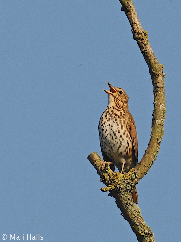 Song Thrush