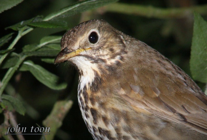 song thrush