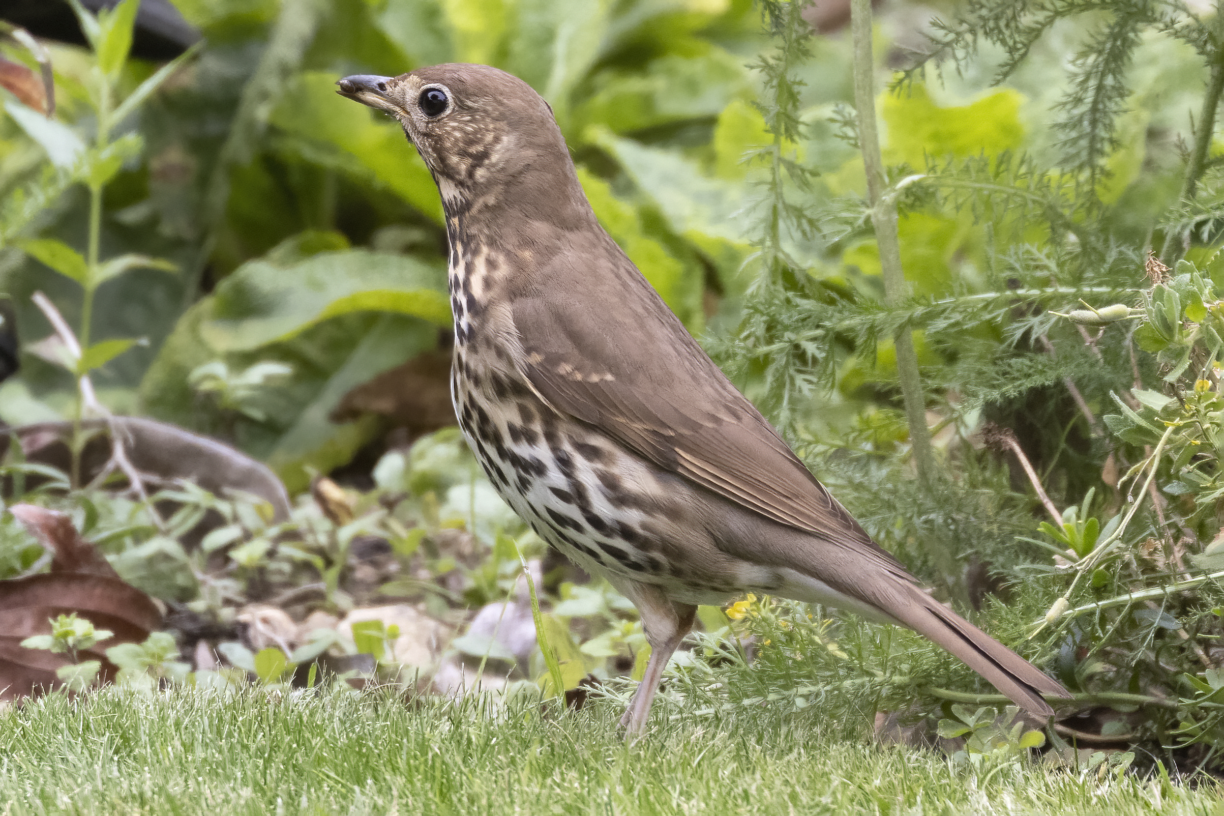 Song Thrush