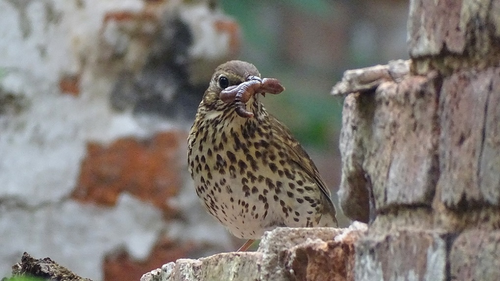 Songthrush