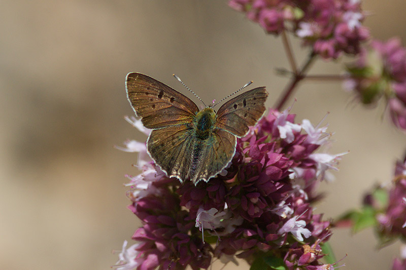 Sooty Copper