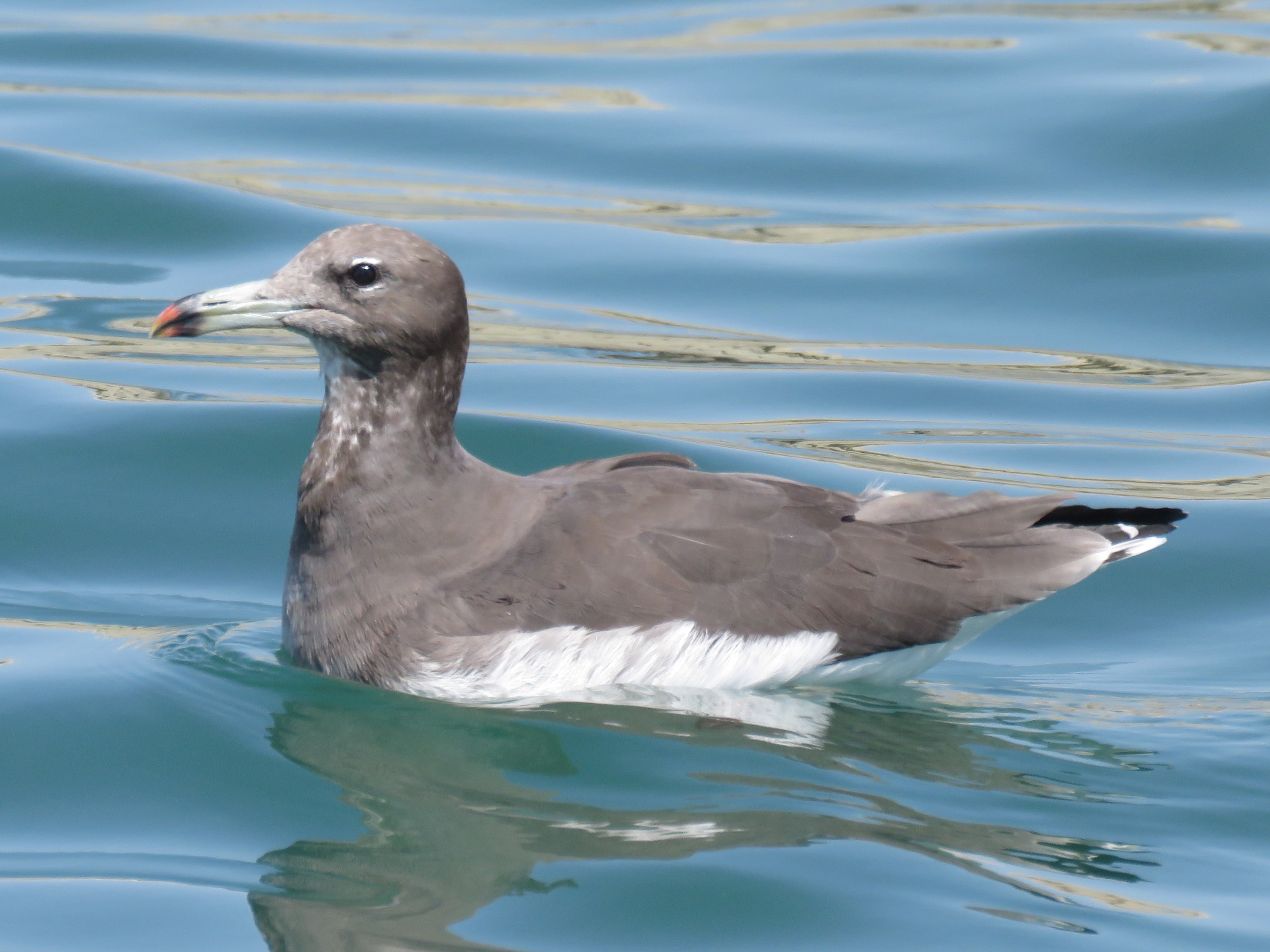 Sooty Gull