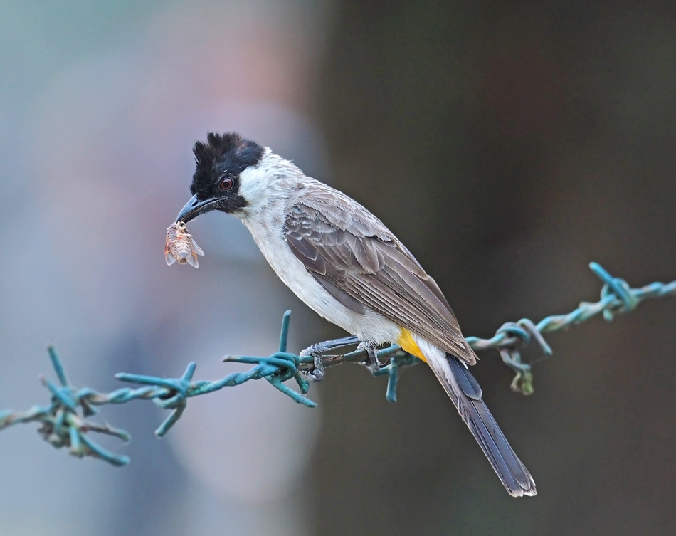 Sooty-headed bulbul