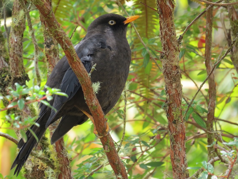 Sooty Thrush