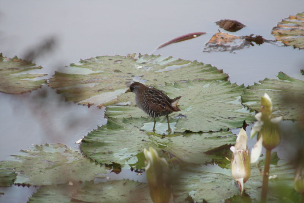 Sora Rail