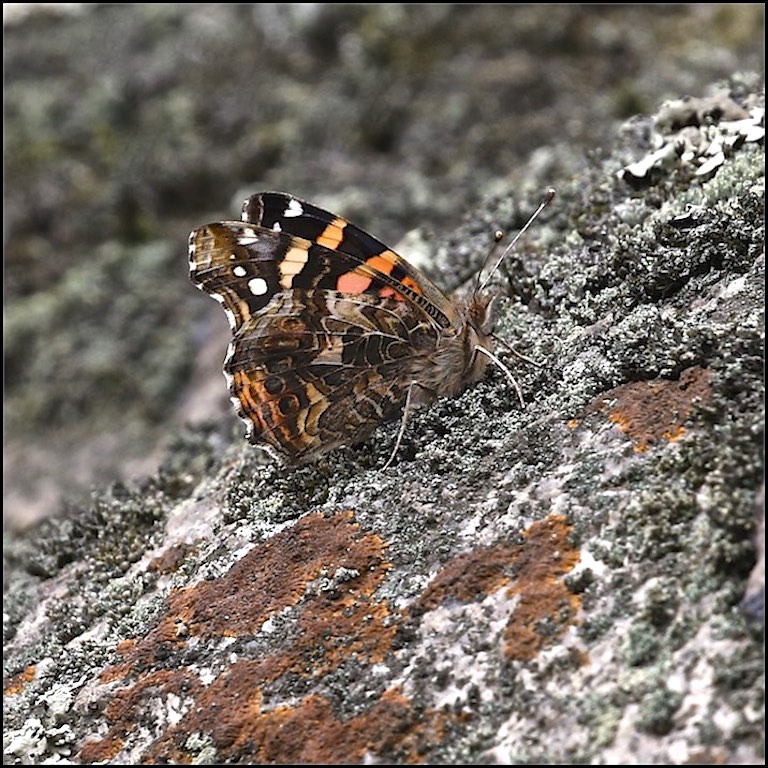 South American Painted Lady (closed wing)