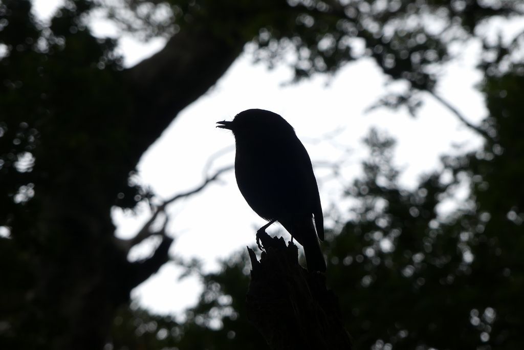 South Island Robin.