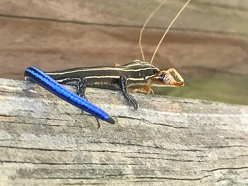 Southeastern Five-lined Skink