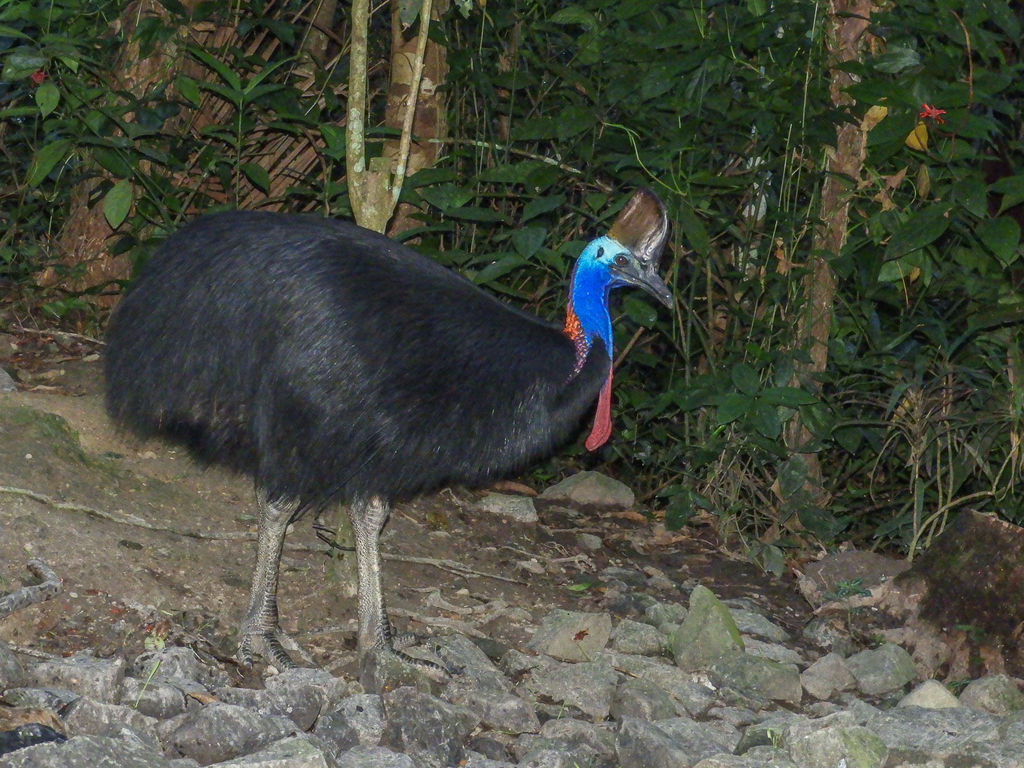 Southern Cassowary