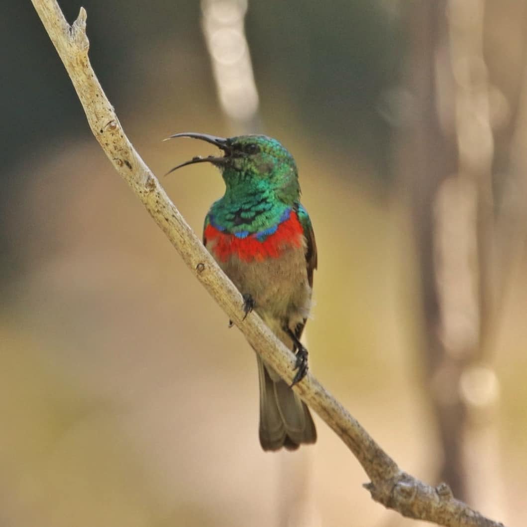 Southern Double-collared Sunbird