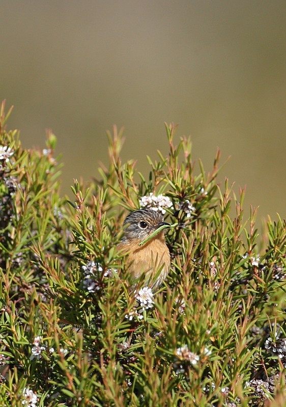 Southern Emu-wren