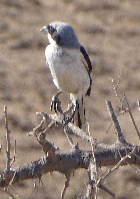 Southern Grey Shrike