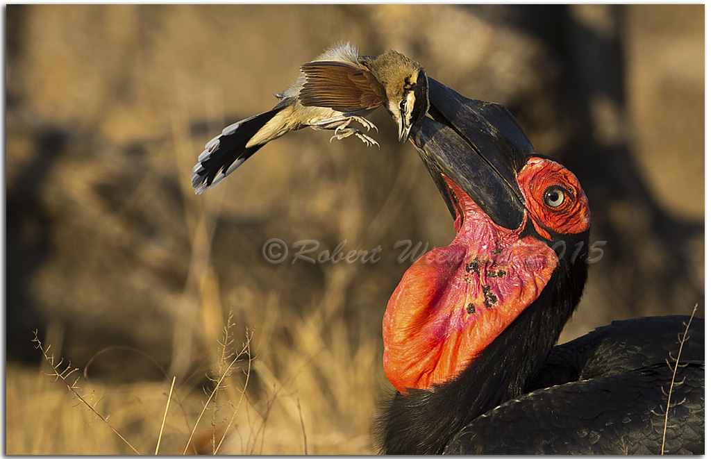 Southern Ground Hornbill with prey