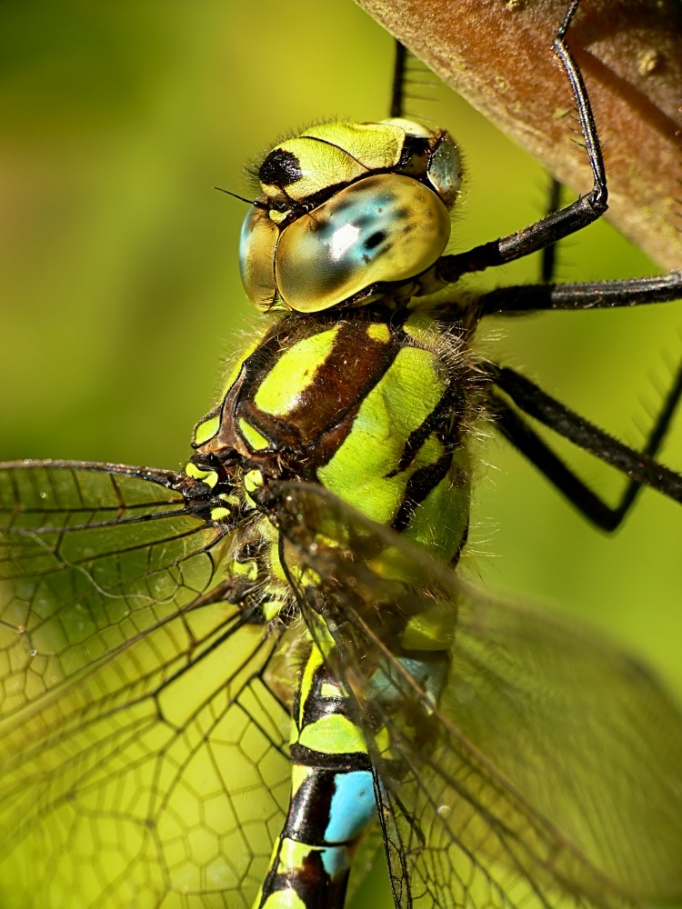 Southern Hawker - Aeshna cyanea