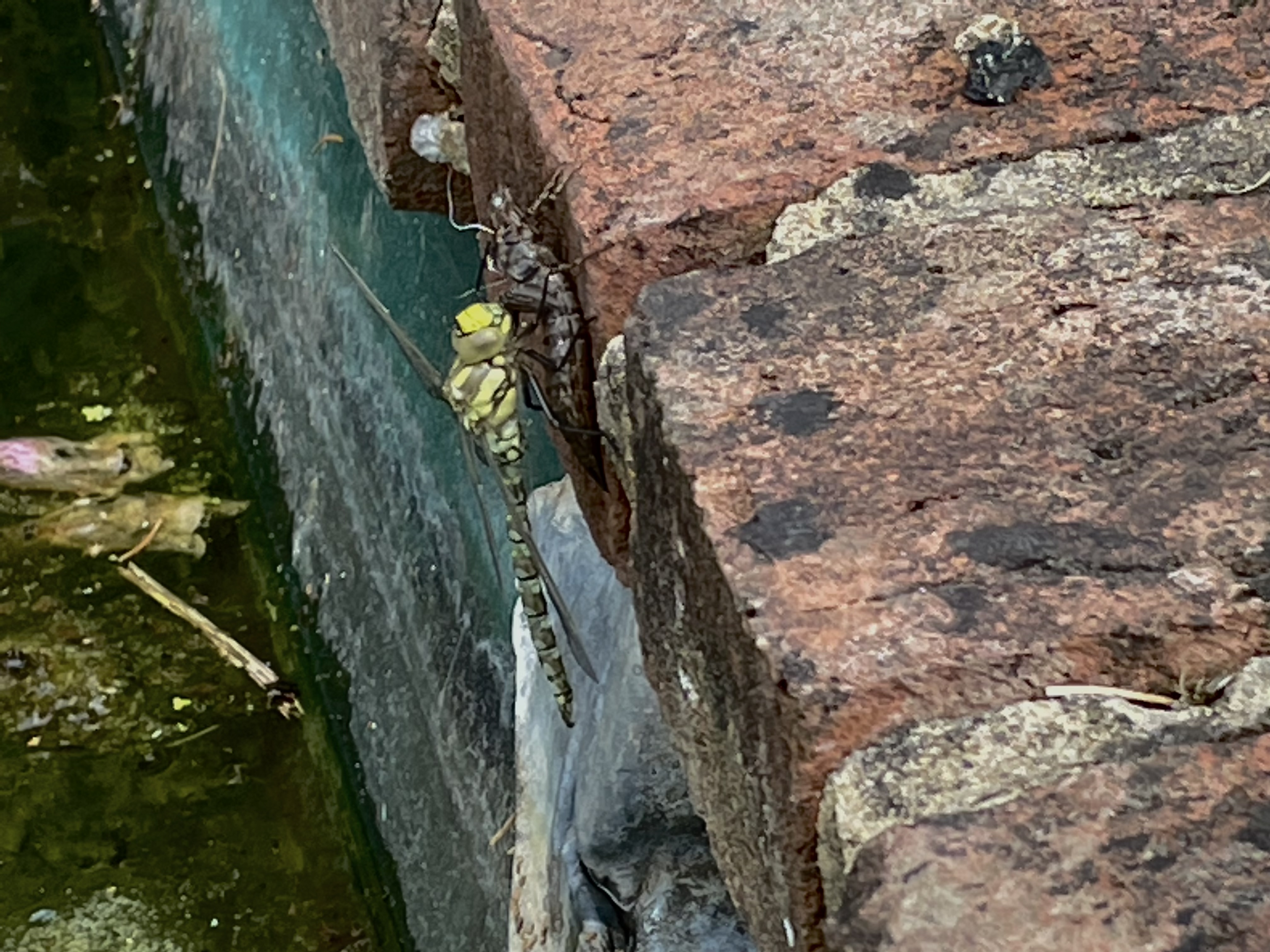 Southern Hawker emerging