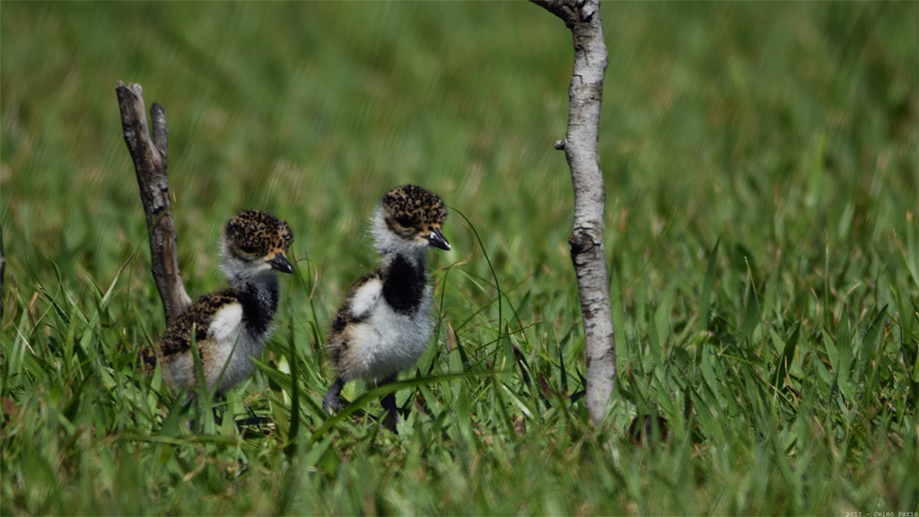 Southern Lapwing (immature)