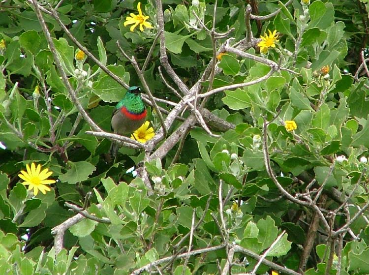 Southern (Lesser) Double-collared Sunbird