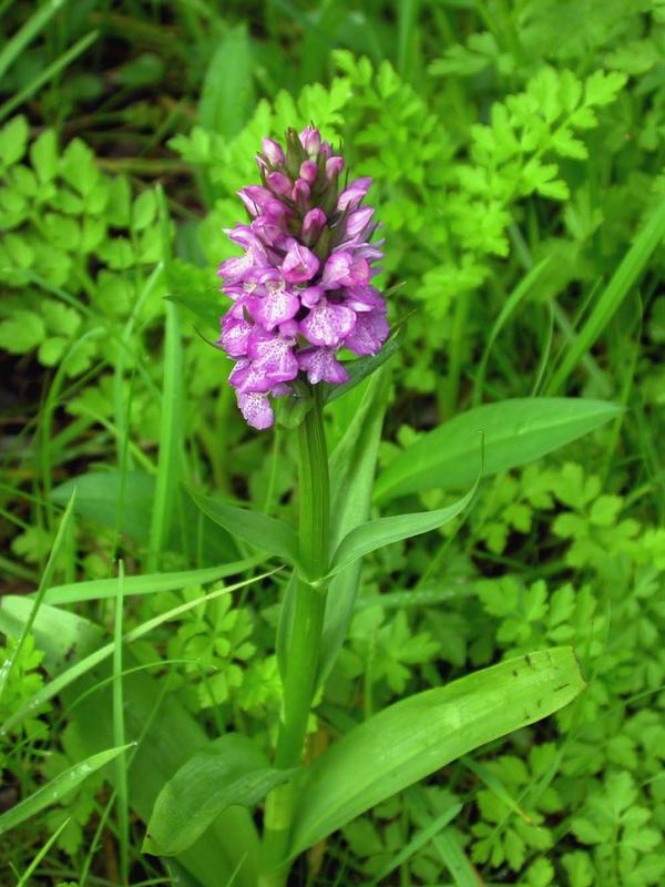 Southern Marsh Orchid