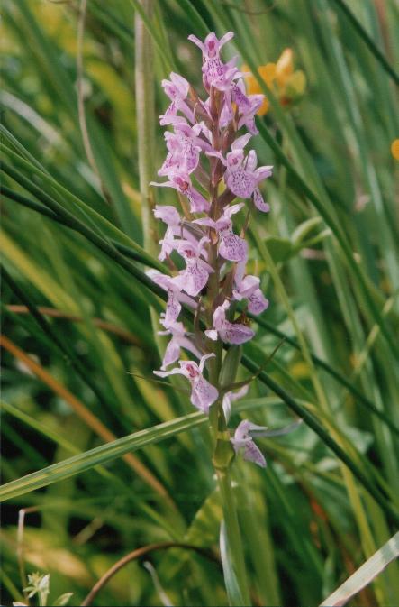 Southern Marsh Orchid