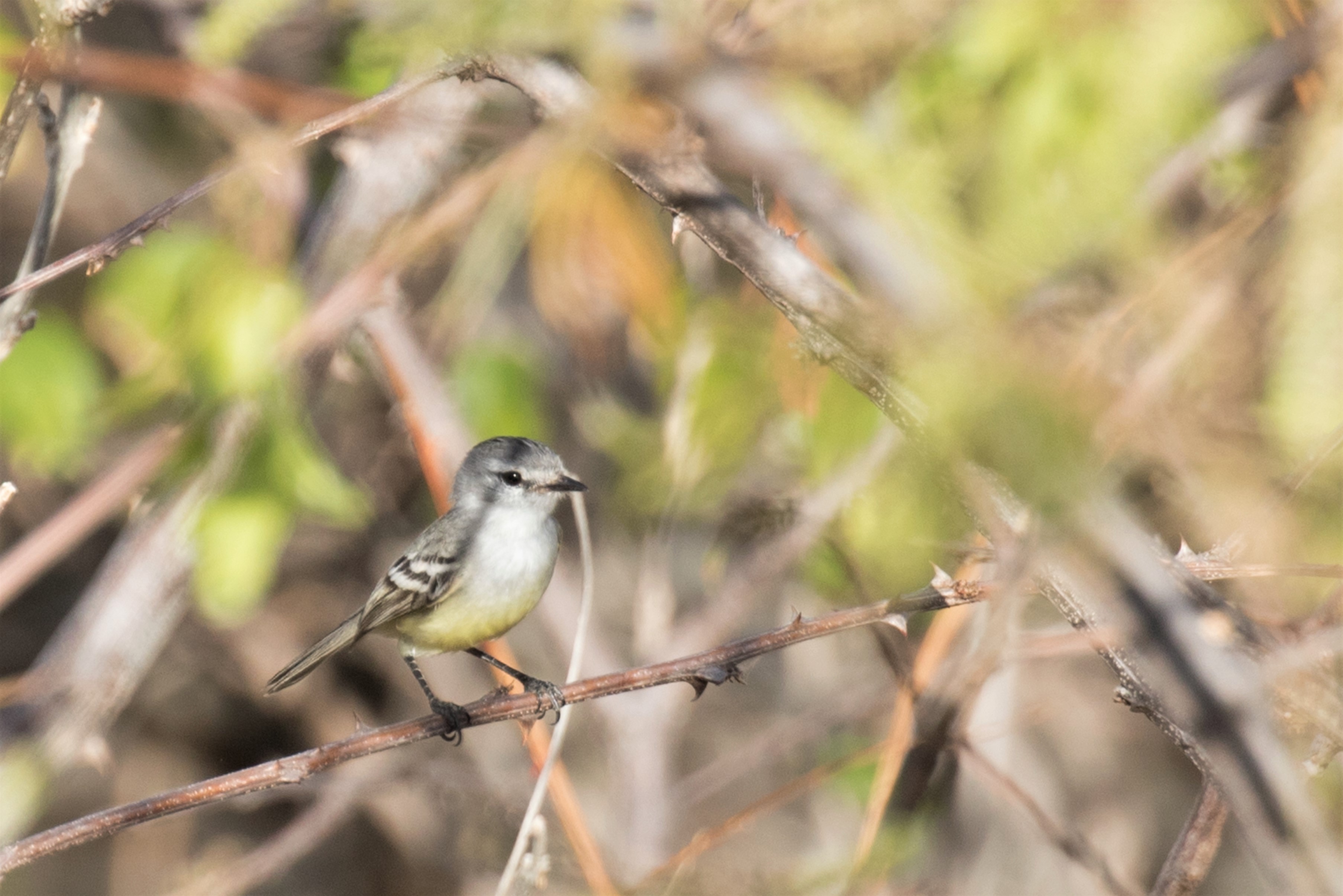 Southern Scrub-Flycatcher