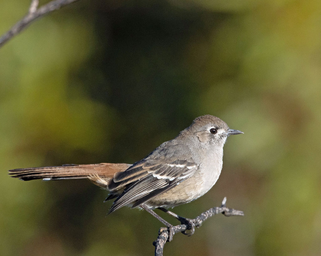 Southern Scrub-Robin