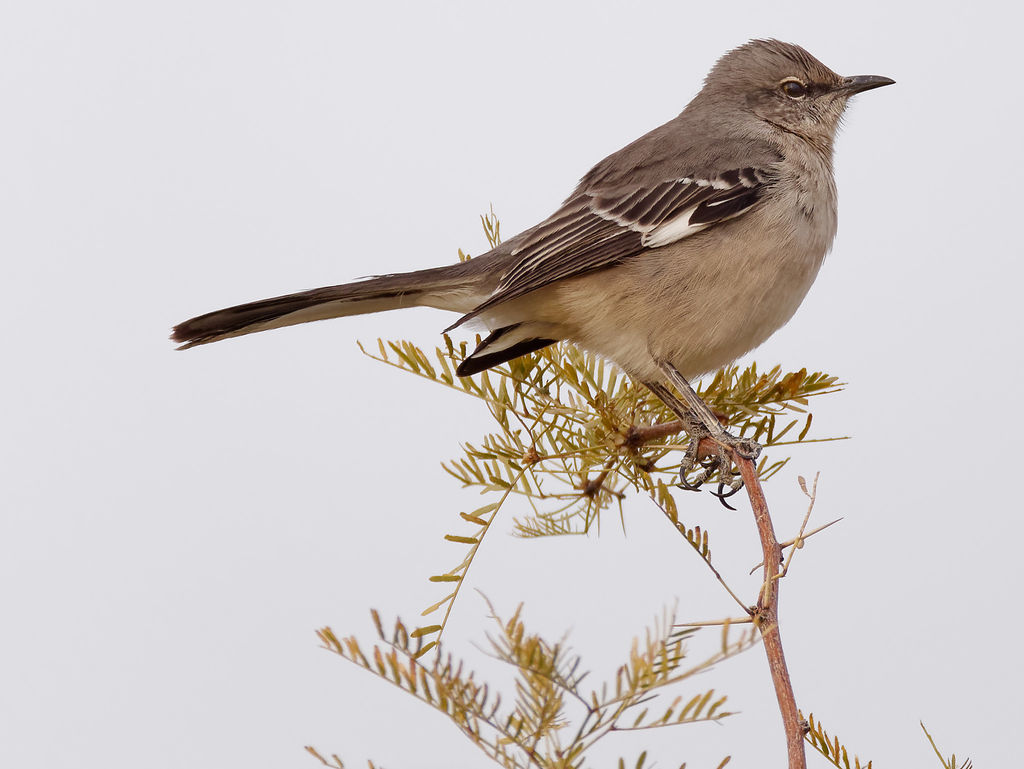 Southwestern Northern Mockingbird