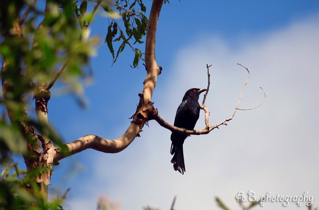 Spangled Drongo